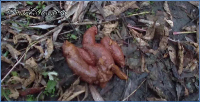 PooAlina si accovaccia in un bosco autunnale per defecare - vidéo fétiche